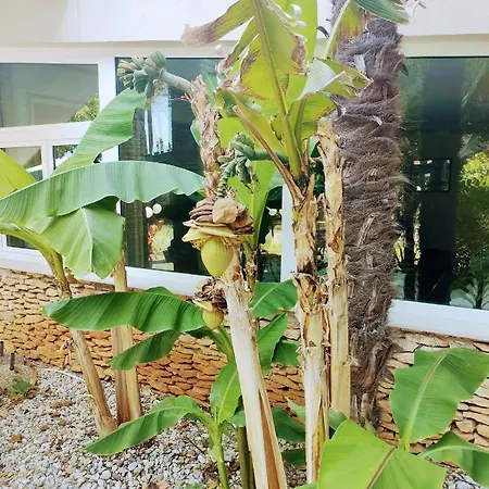 Minerva 3* מדולין