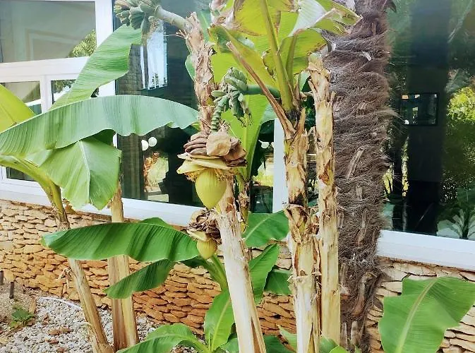 Minerva 3* 梅杜林